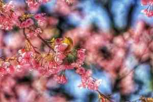 宮地嶽神社　桜×メジロ